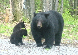 Black Bear Family
